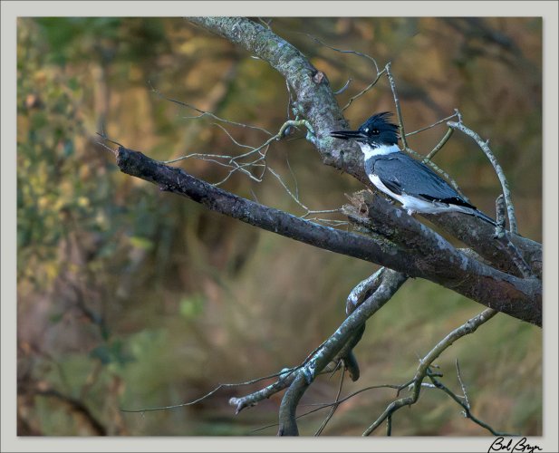 Kingfisher