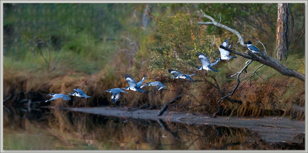 Kingfisher