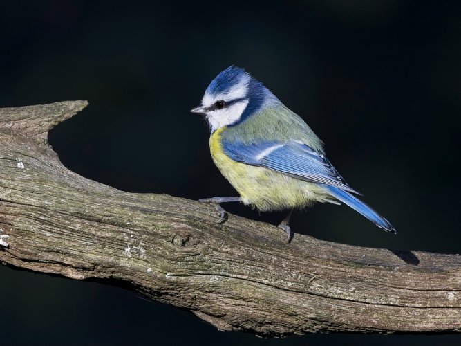 Blue tit