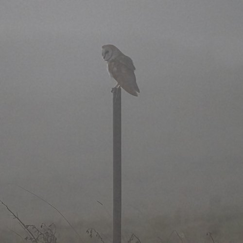 Misty Morning Owl