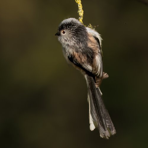 Long Tailed Tit hanging around!