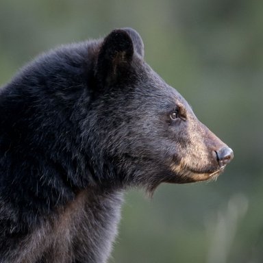 piebald bear