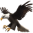 mgull5