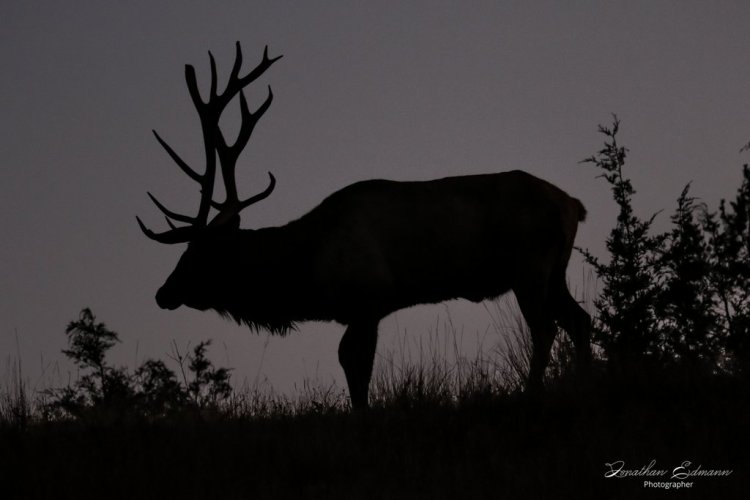 Bull elk before the dawning light