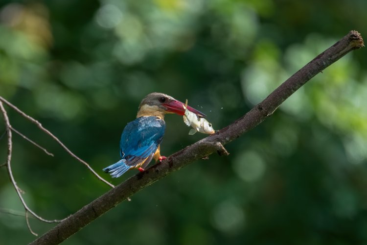 Kingfishers of the world - post yours