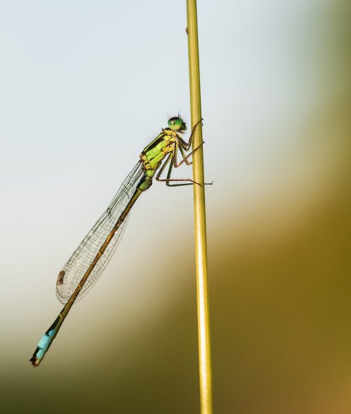Another Damselfly
