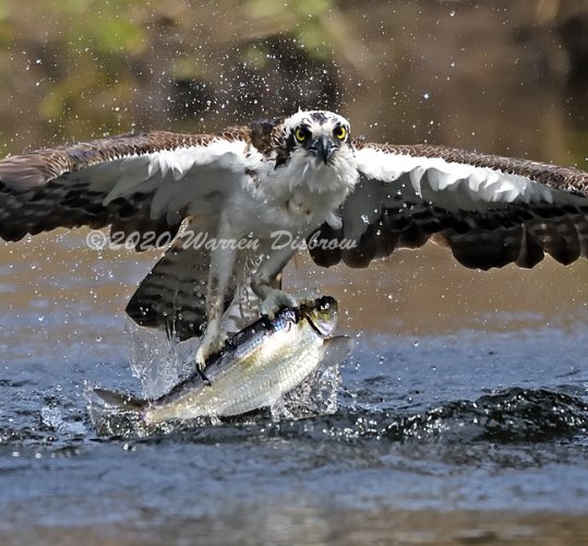 Osprey with River Herring