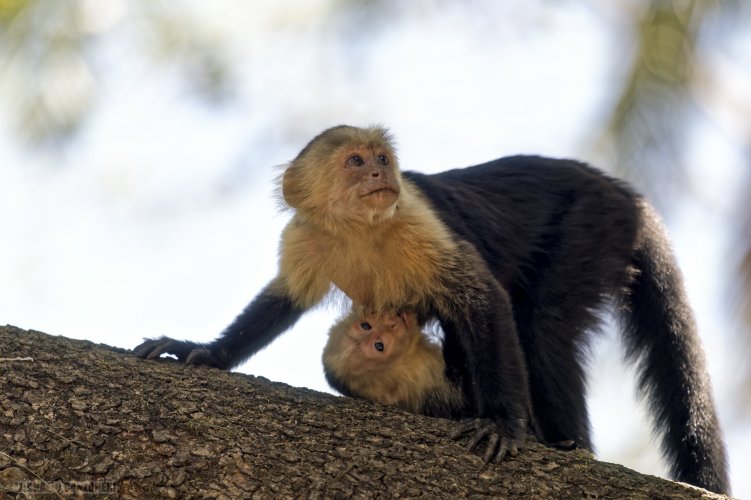 Mother white faced capuchin nursing her baby