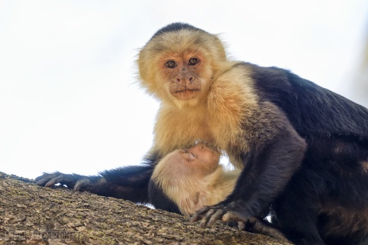 Mother white faced capuchin nursing her baby