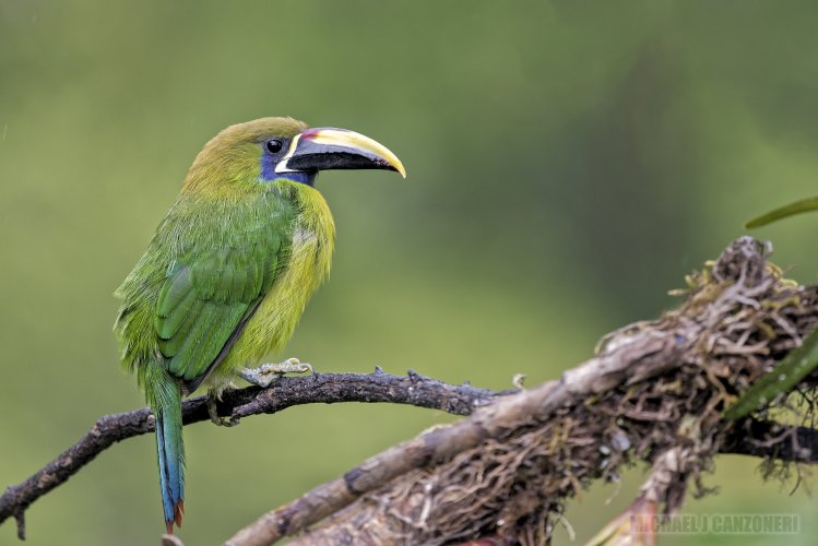 Emerald Toucanet