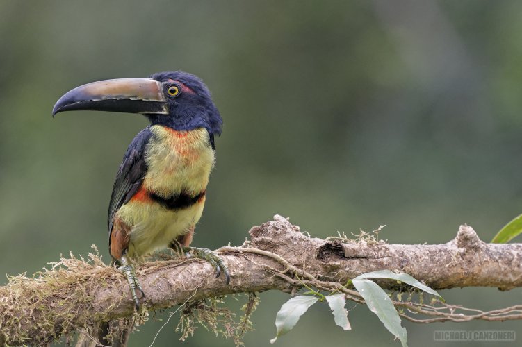 Collared Aracari