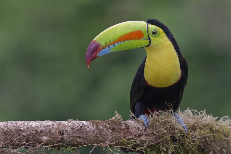 Keel-Billed Toucan