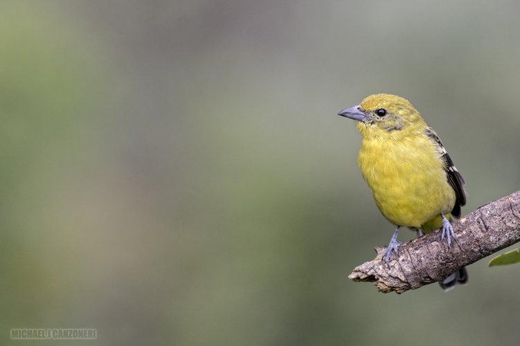 Female Flame Colored Tanager