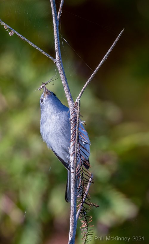 Blue-Grey Gnatcatchers