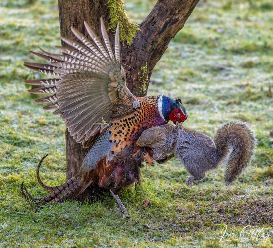 Squirrel v Pheasant