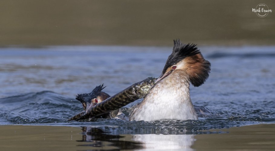 Great Crested Grebes Tug Of War With A Pike