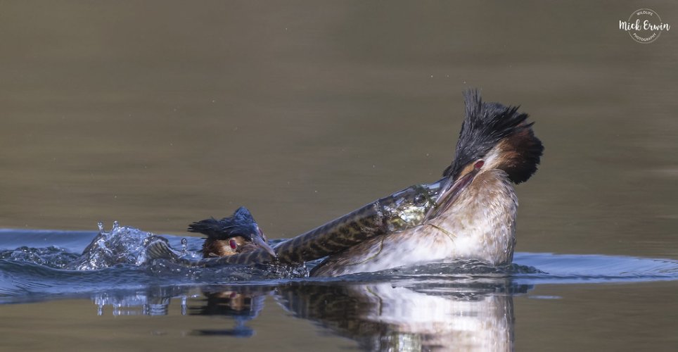 Great Crested Grebes Tug Of War With A Pike