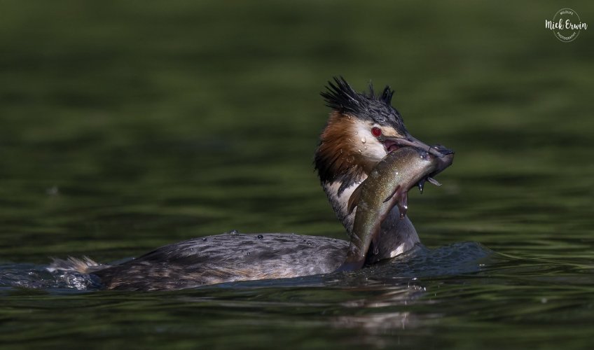 Great Crested Grebe Fishing