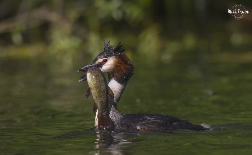 Great Crested Grebe Fishing