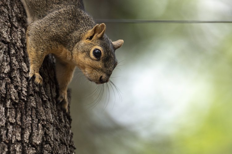 Share your best squirrel and chipmunk photos