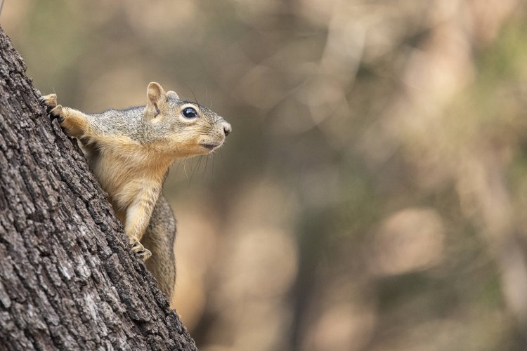 Share your best squirrel and chipmunk photos