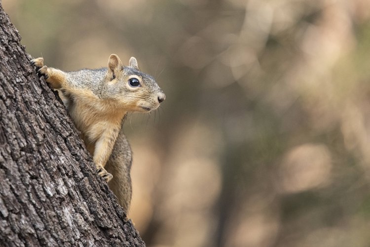 Share your best squirrel and chipmunk photos