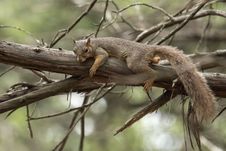 Share your best squirrel and chipmunk photos