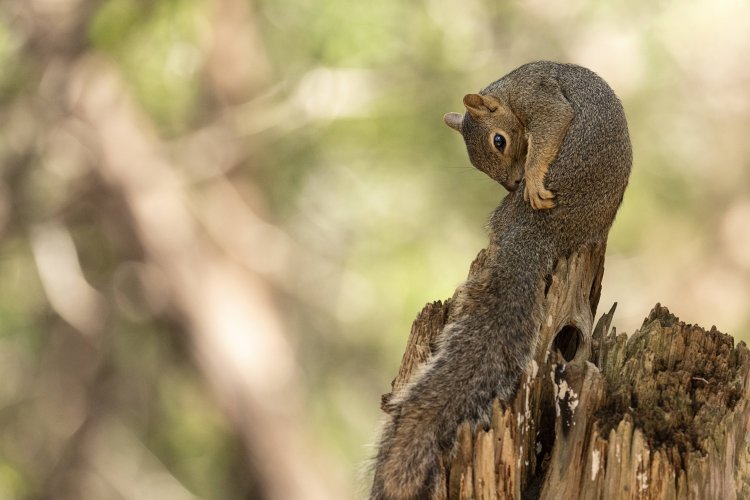 Share your best squirrel and chipmunk photos