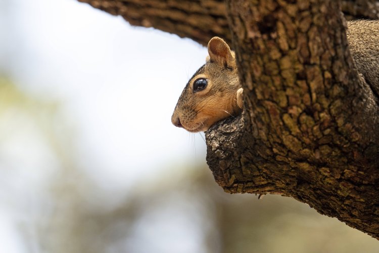 Share your best squirrel and chipmunk photos