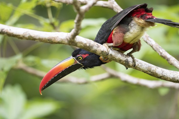 Fiery Billed Aracari in Costa Rica