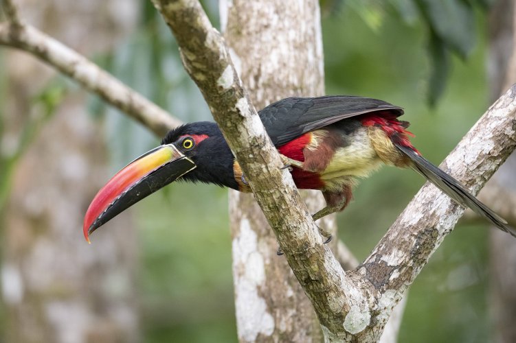 Fiery Billed Aracari in Costa Rica