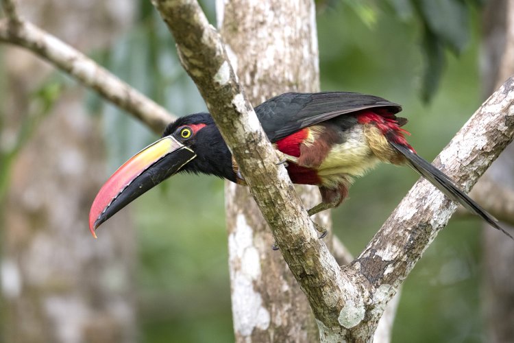 Fiery Billed Aracari in Costa Rica