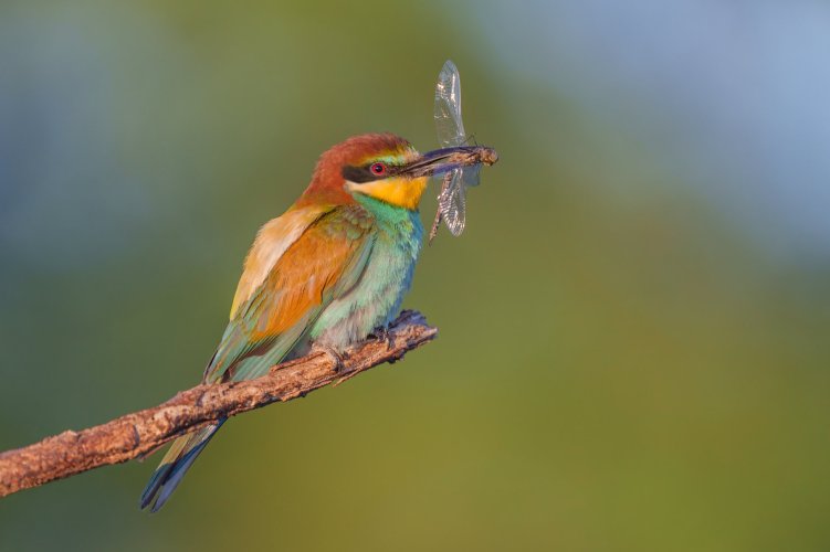 Bee-eaters - the most colourful birds Poland has to offer