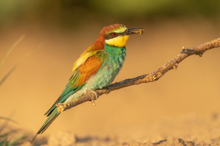 Bee-eaters - the most colourful birds Poland has to offer