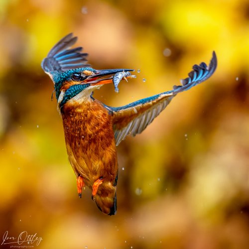 Kingfisher after a successful dive, Suffolk, UK