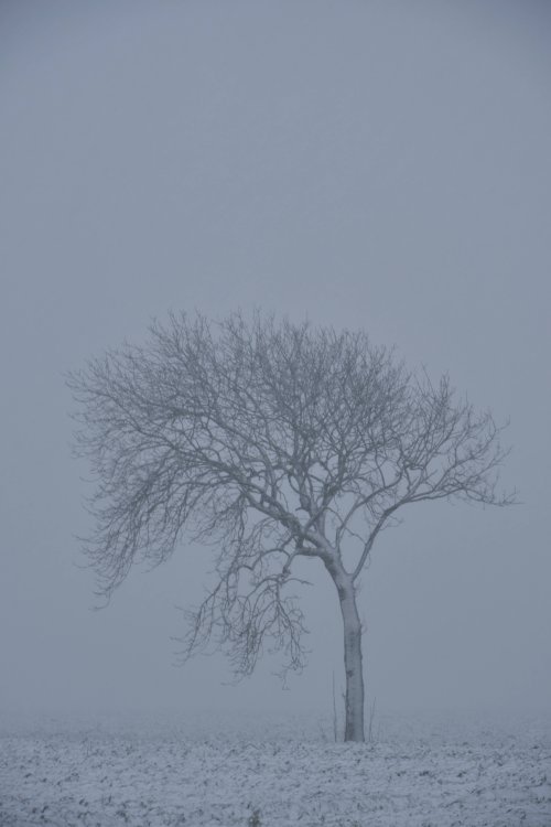 Tree in a snow shower