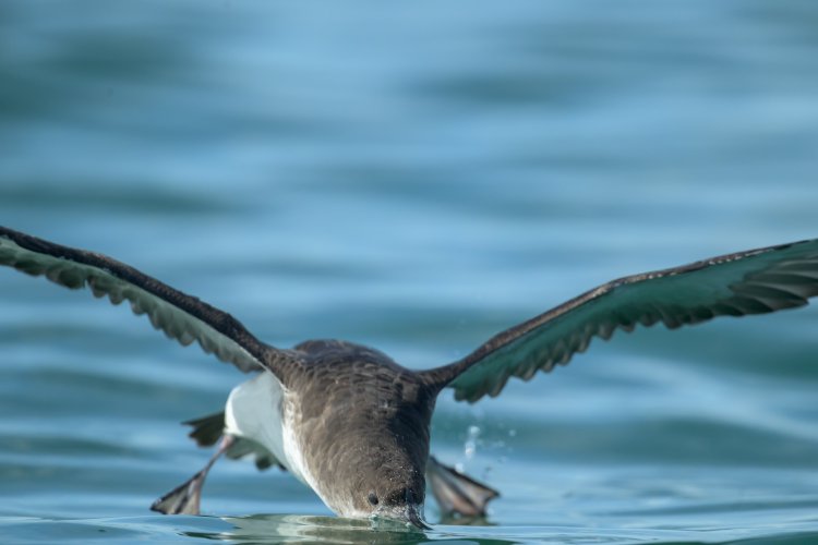 Fluttering Shearwater and The Food Chain in Action on the Waitemata Harbour