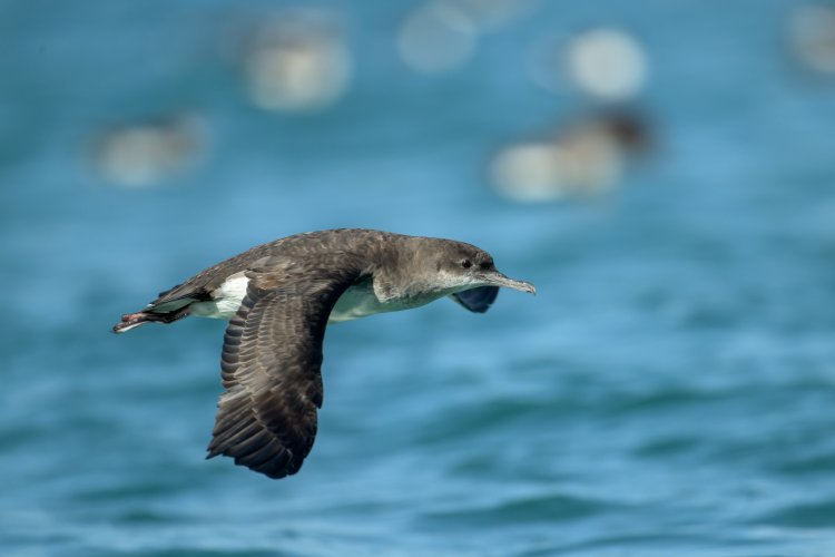 Fluttering Shearwater and The Food Chain in Action on the Waitemata Harbour
