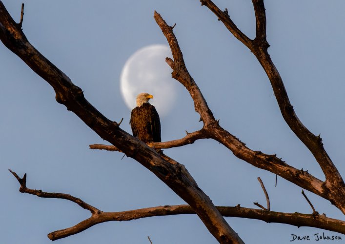 Bald Eagle and the setting moon