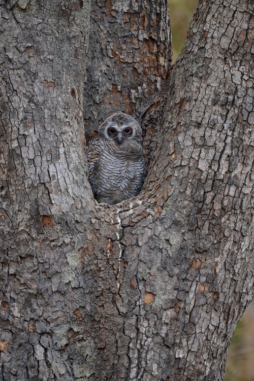 Masters of camouflage- Mottled wood owl chick