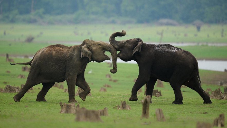 Clash of the (young) titans! - Indian elephants fighting