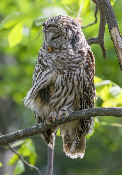 Backyard Barred Owl.