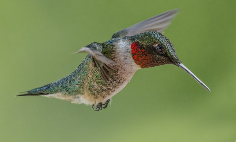 Deck Hummers (male Ruby-throated)