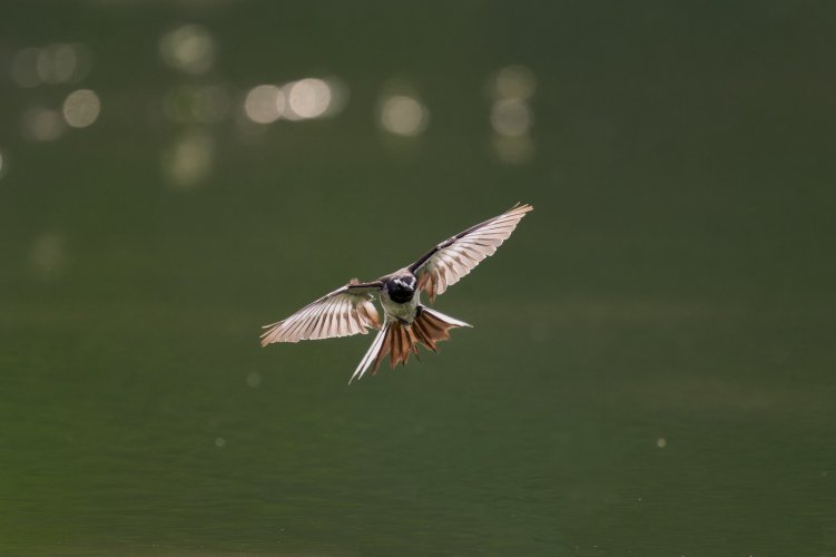 Backlit in flight image of a white browed wagtail