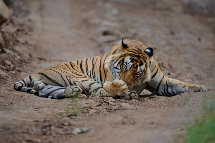 Massive male tiger from Ranthambore National Park