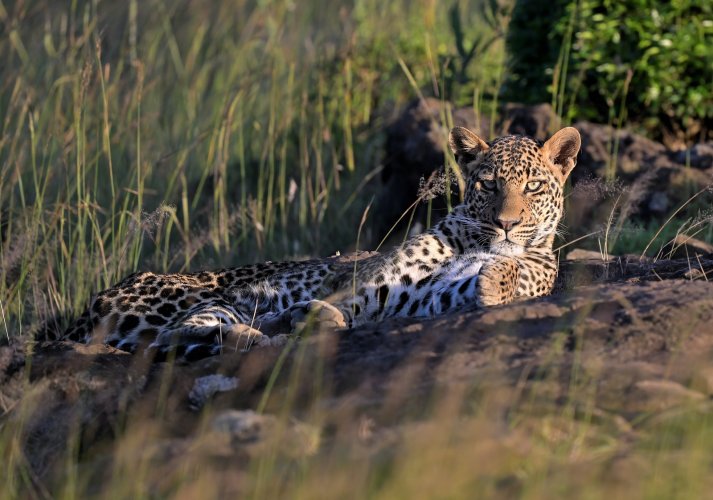 Young Male Leopard at sunset