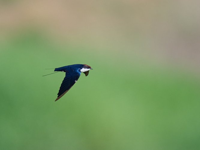 Wire tailed swallows in flight shot with the Nikon Z9