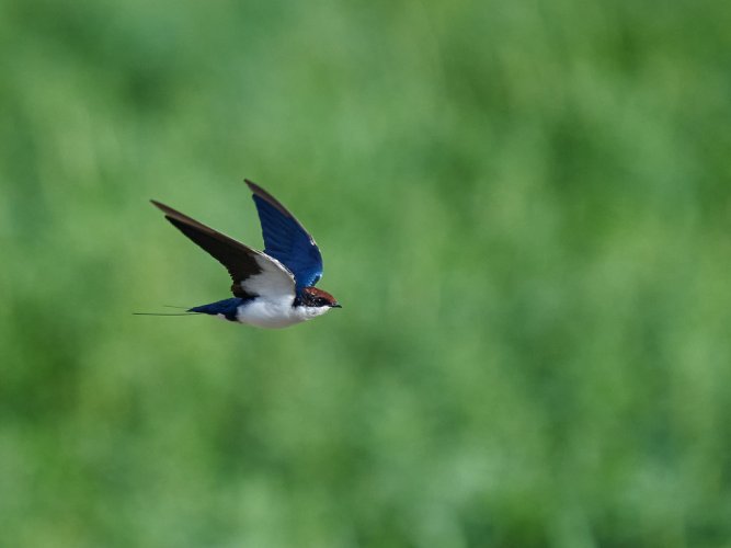 Wire tailed swallows in flight shot with the Nikon Z9