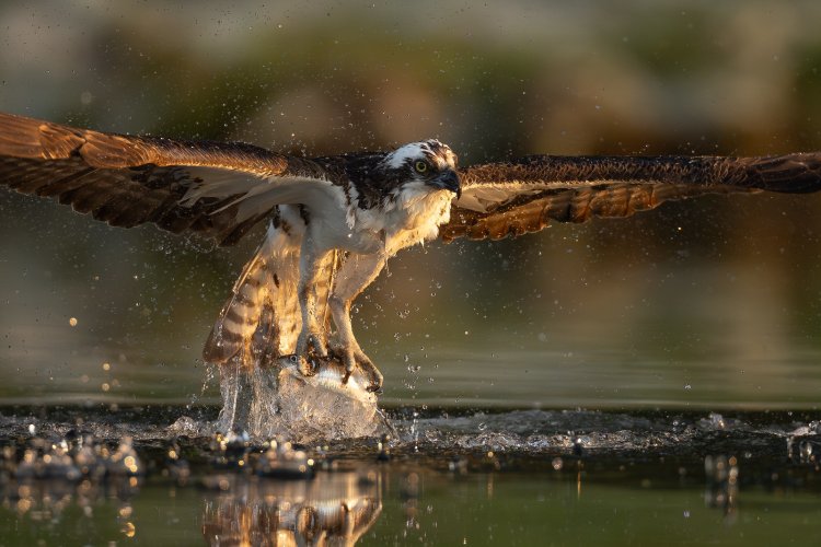 Osprey action from my kayak....