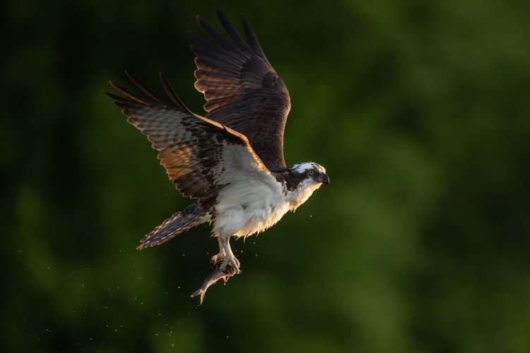 Osprey action from my kayak....